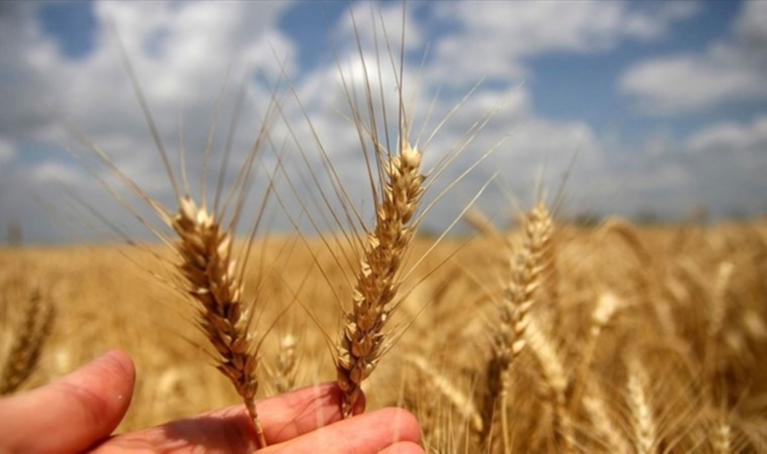 TZOB: ‘Buğdayın maliyeti yüzde 62 arttı’