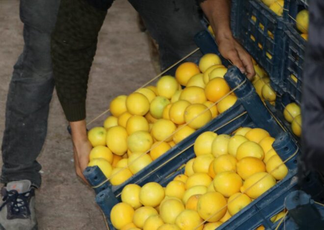 Limonda marketlerdeki fiyatlar 30 lirayı geçti!